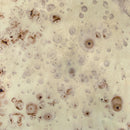  Zuo Pam 109318 Side Table IMAGE 6