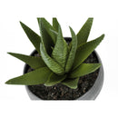  Monarch I 9587 Artificial Plants Indoor 3pcs Succulent IMAGE 7