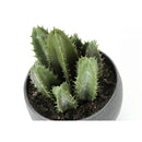  Monarch I 9587 Artificial Plants Indoor 3pcs Succulent IMAGE 8