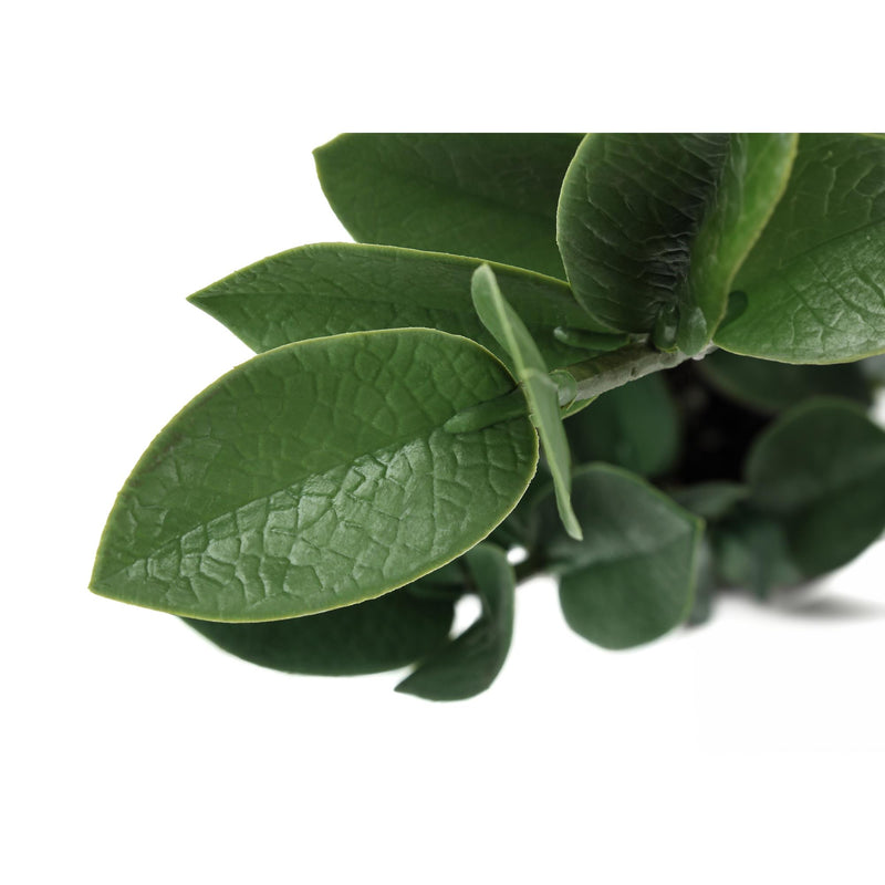  Monarch I 9500 20"H - Indoor Zz In A 5" Cement Pot IMAGE 4