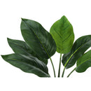  Monarch I 9502 17"H - Indoor Aureum In A 5" Pot IMAGE 5