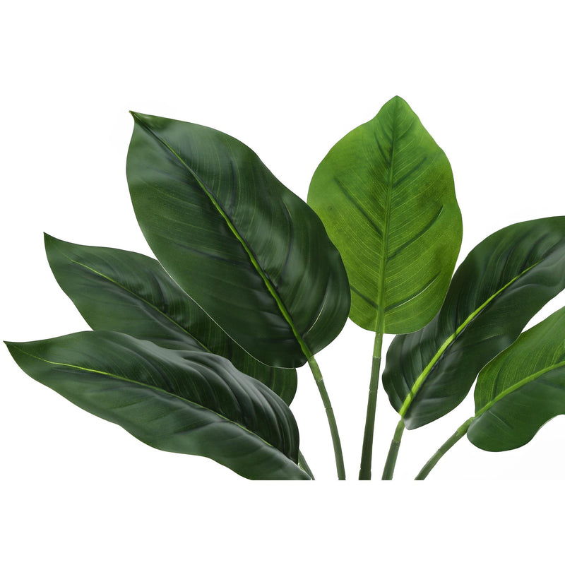  Monarch I 9502 17"H - Indoor Aureum In A 5" Pot IMAGE 5