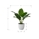  Monarch I 9502 17"H - Indoor Aureum In A 5" Pot IMAGE 6