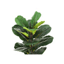  Monarch I 9505 28"H - Indoor Fiddle/8" Woven Basket IMAGE 5