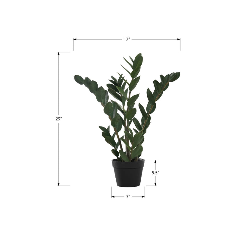  Monarch I 9506 29"H - Indoor Zz In A 6" Pot IMAGE 6