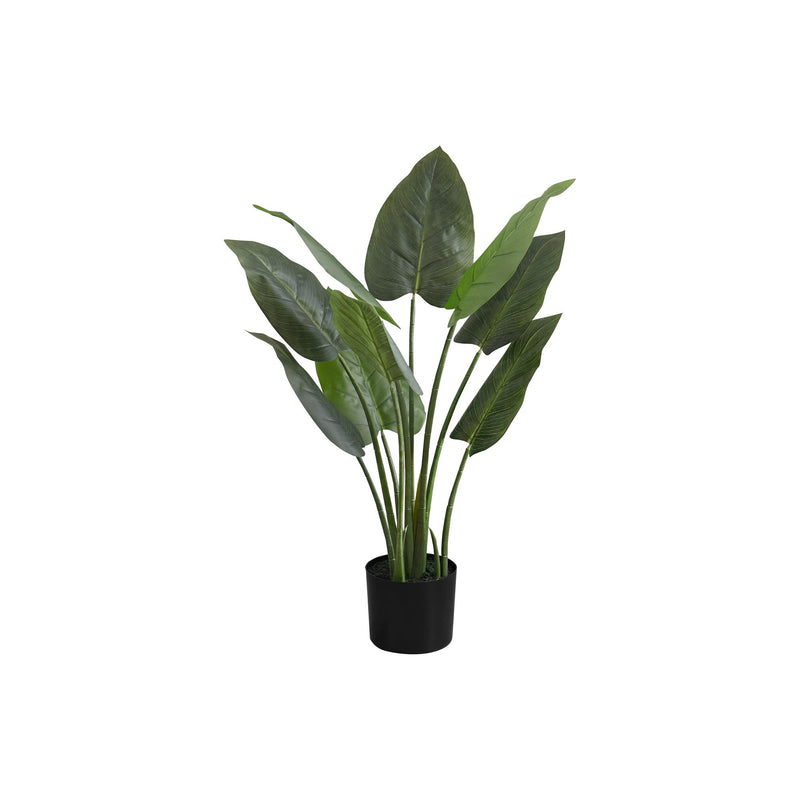  Monarch I 9509 37"H - Indoor Aureum In A 6" Pot IMAGE 2