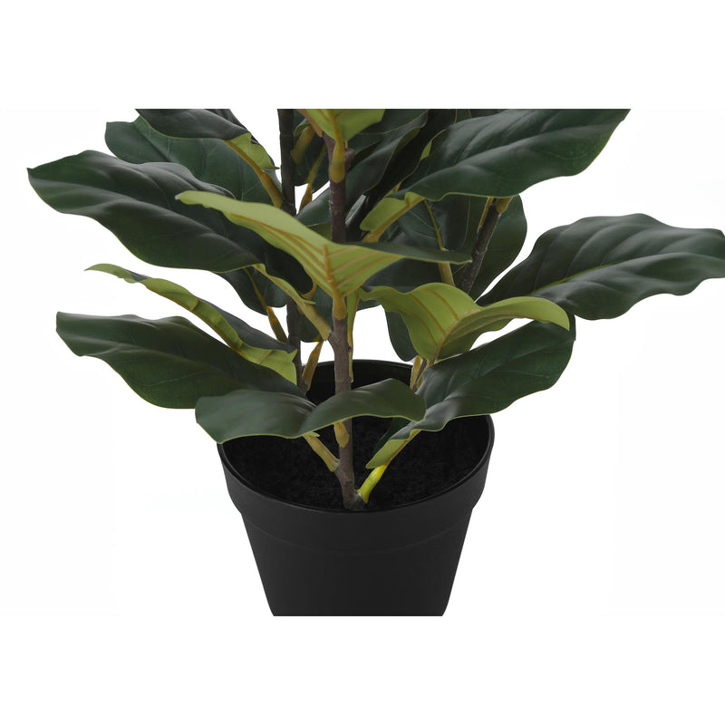  Monarch I 9511 32"H - Indoor Fiddle In A 6" Pot IMAGE 3