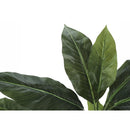  Monarch I 9512 42"H - Indoor Evergreen In A 5" Pot IMAGE 4