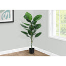  Monarch I 9519 54"H - Indoor Dieffenbachia/6" Pot IMAGE 1