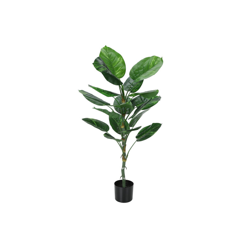  Monarch I 9519 54"H - Indoor Dieffenbachia/6" Pot IMAGE 2