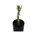  Monarch I 9519 54"H - Indoor Dieffenbachia/6" Pot IMAGE 3