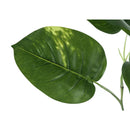  Monarch I 9519 54"H - Indoor Dieffenbachia/6" Pot IMAGE 4