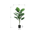  Monarch I 9519 54"H - Indoor Dieffenbachia/6" Pot IMAGE 6