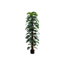  Monarch I 9521 83"H - Indoor Monstera Tree/8" Pot IMAGE 2