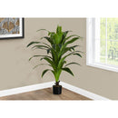  Monarch I 9542 47"H - Indoor Dracaena In A 5" Pot IMAGE 1