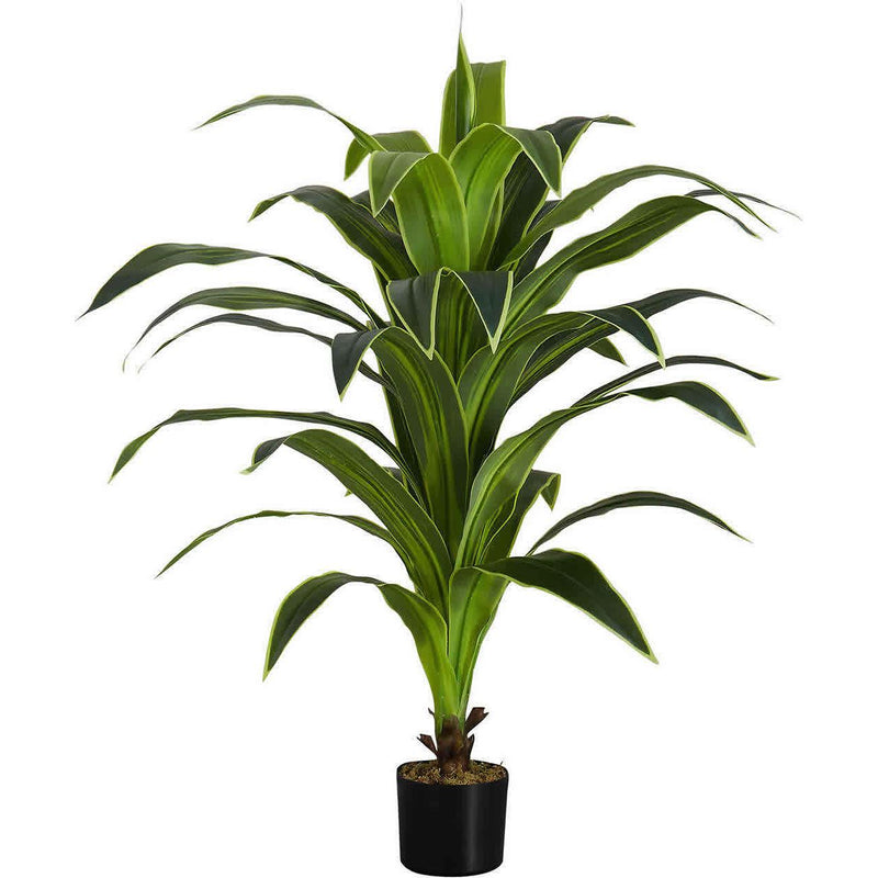  Monarch I 9542 47"H - Indoor Dracaena In A 5" Pot IMAGE 2