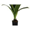  Monarch I 9542 47"H - Indoor Dracaena In A 5" Pot IMAGE 3