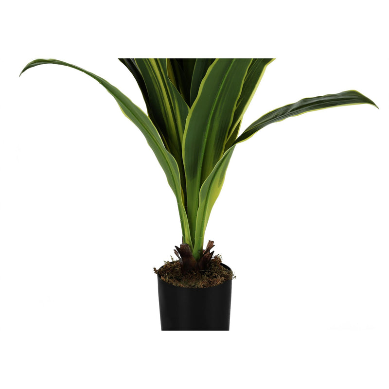  Monarch I 9542 47"H - Indoor Dracaena In A 5" Pot IMAGE 3