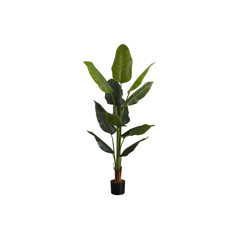  Monarch I 9545 59"H - Indoor Strelitzia In A 5" Pot IMAGE 2