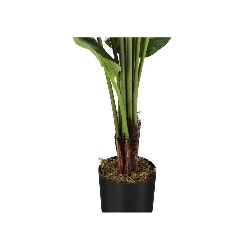  Monarch I 9545 59"H - Indoor Strelitzia In A 5" Pot IMAGE 3