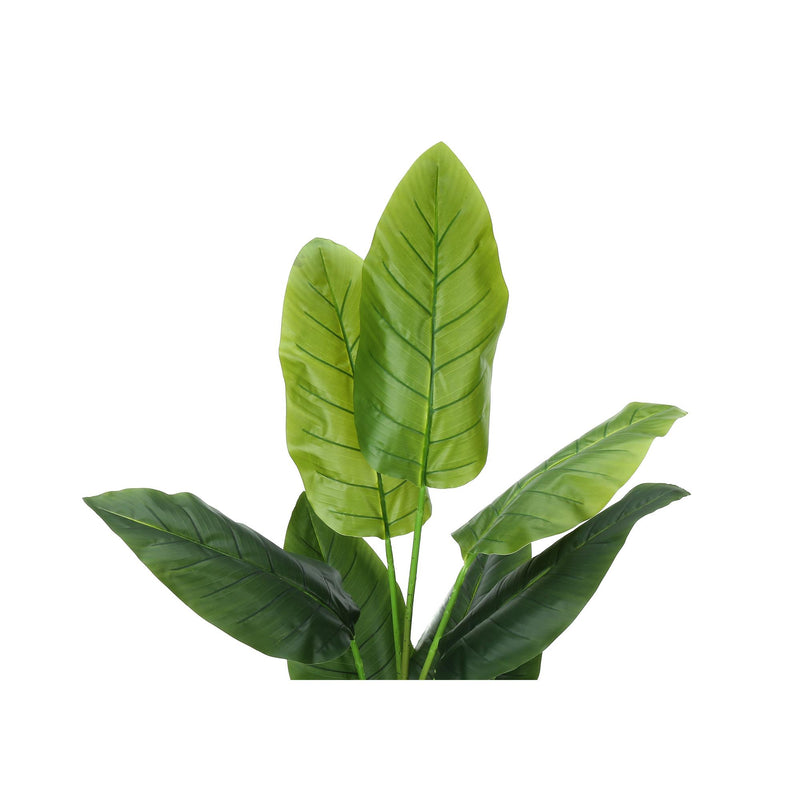  Monarch I 9545 59"H - Indoor Strelitzia In A 5" Pot IMAGE 5