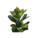  Monarch I 9547 40"H - Indoor Rubber Tree In A 5" Pot IMAGE 5