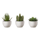  Monarch I 9555 3Pcs/6"H Succulent In A 3" White Pot IMAGE 2