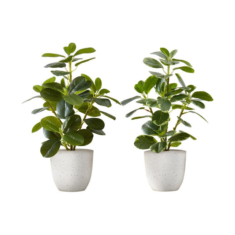  Monarch I 9557 14"H Ficus Elastica/4" Pot IMAGE 2