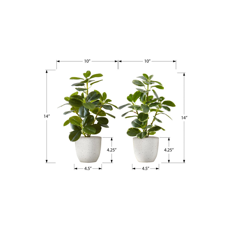  Monarch I 9557 14"H Ficus Elastica/4" Pot IMAGE 3