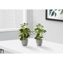  Monarch I 9558 14"H Ficus Elastica/4" Pot IMAGE 1