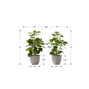  Monarch I 9558 14"H Ficus Elastica/4" Pot IMAGE 3