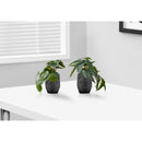  Monarch I 9559 8"H Alocasia/5" Black Pot IMAGE 1