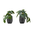  Monarch I 9559 8"H Alocasia/5" Black Pot IMAGE 2