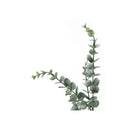  Monarch I 9561 44"H - Indoor Eucalyptus In A 5" Pot IMAGE 4