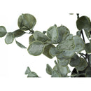  Monarch I 9562 35"H - Indoor Eucalyptus In A 5" Pot IMAGE 4