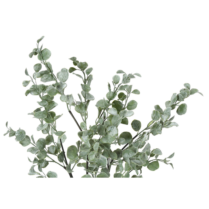  Monarch I 9562 35"H - Indoor Eucalyptus In A 5" Pot IMAGE 5