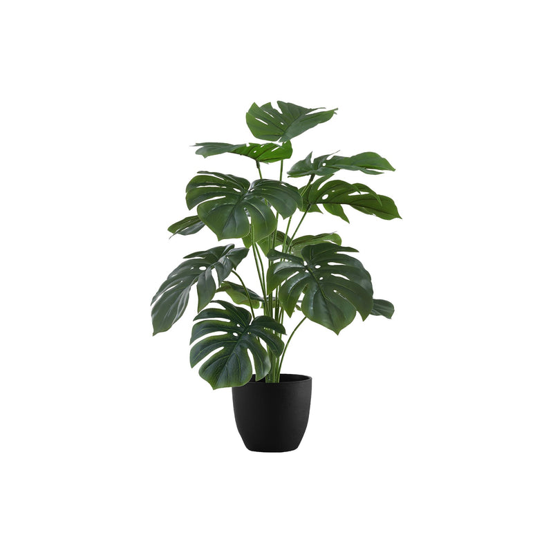  Monarch I 9576 24"H - Indoor Monstera/5" Black Pot IMAGE 2