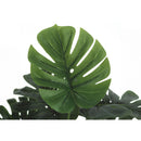  Monarch I 9576 24"H - Indoor Monstera/5" Black Pot IMAGE 4