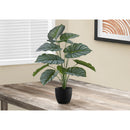  Monarch I 9577 24"H - Indoor Calathea In A 5" Pot IMAGE 1