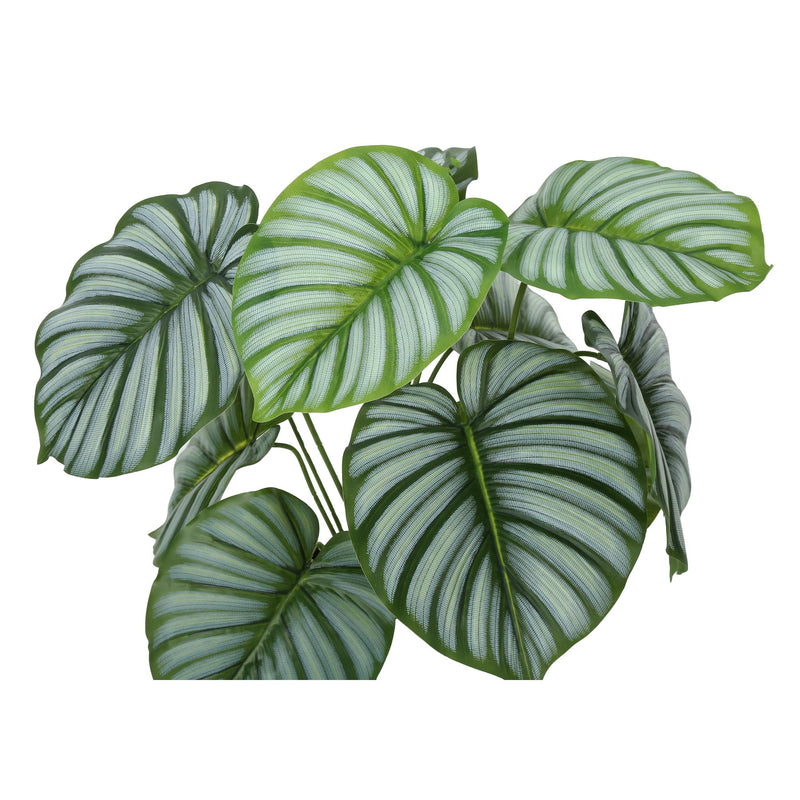  Monarch I 9577 24"H - Indoor Calathea In A 5" Pot IMAGE 5