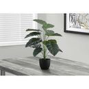  Monarch I 9578 24"H - Indoor Alocasia In A 5" Pot IMAGE 1