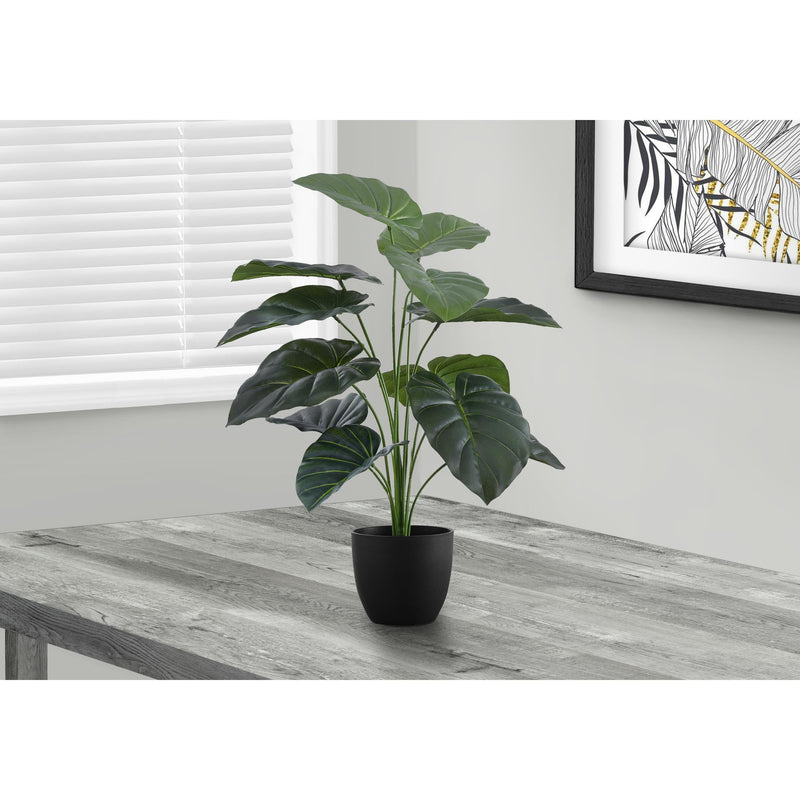  Monarch I 9578 24"H - Indoor Alocasia In A 5" Pot IMAGE 1