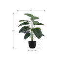  Monarch I 9578 24"H - Indoor Alocasia In A 5" Pot IMAGE 6