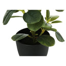  Monarch I 9585 14"H Ficus Elastica In 4" Pot IMAGE 3
