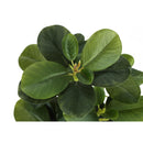  Monarch I 9585 14"H Ficus Elastica In 4" Pot IMAGE 5