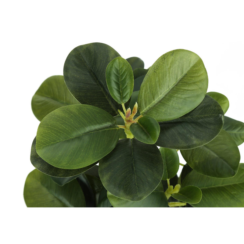  Monarch I 9585 14"H Ficus Elastica In 4" Pot IMAGE 5
