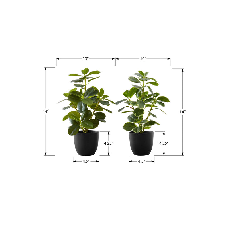  Monarch I 9585 14"H Ficus Elastica In 4" Pot IMAGE 6