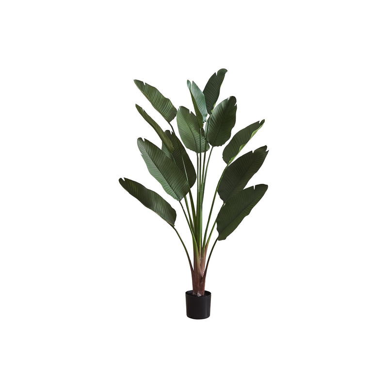  Monarch I 9591 83"H - Indoor Bird Of Paradise In A 8" Pot IMAGE 2