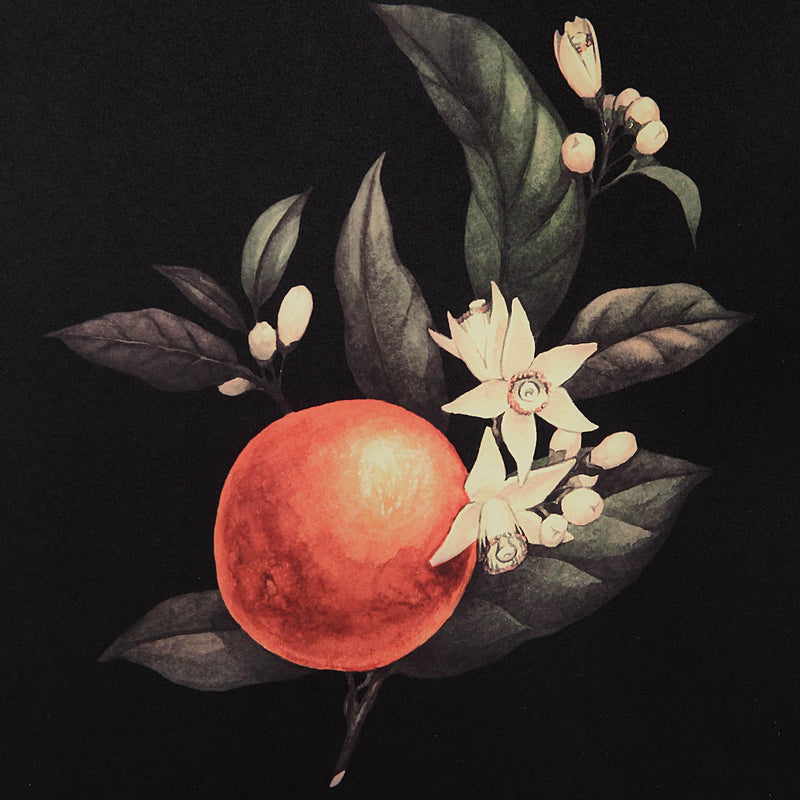  Renwil Wallflower W6704 Printed Art IMAGE 19