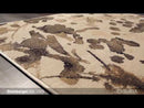 Surya Rugs Rectangle SIB1009-5376 EXTERNAL_VIDEO 1